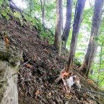 Goat mountain tVA