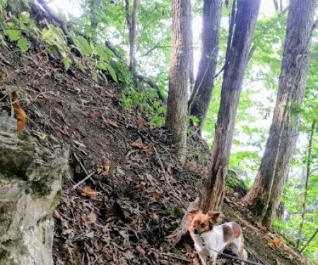 Goat mountain tVA