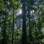 Longleaf Campground