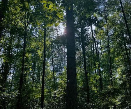 Longleaf Campground