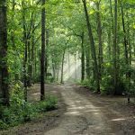 S-Tree Campground