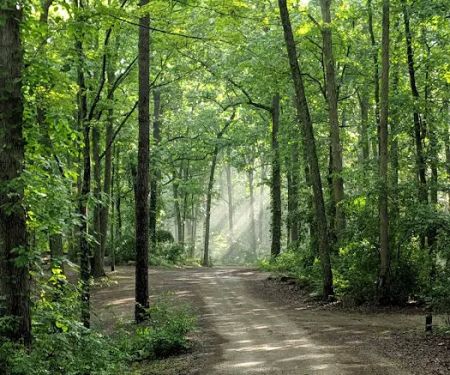 S-Tree Campground