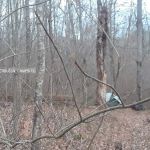 Ferguson Campground