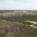 Whitetail Hollow