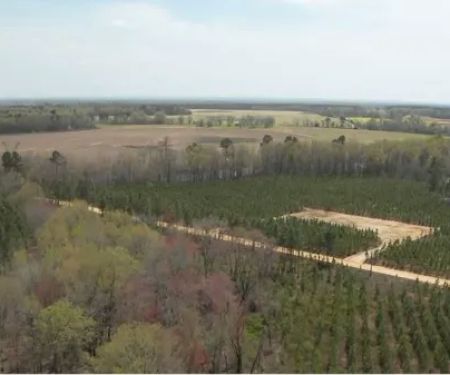Whitetail Hollow