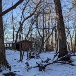 Carter Gap Shelter