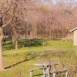 Camp Shabbona Woods