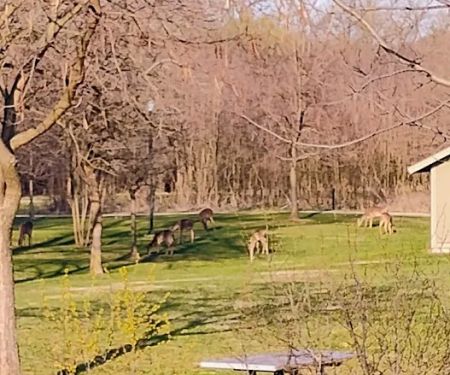 Camp Shabbona Woods
