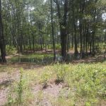 Harleson Dam Campsite