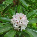 Justus Creek Campsites