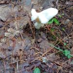 McNabb Creek Group Campground