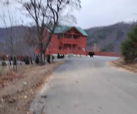 Cabins