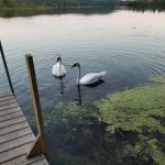 Fletcher Creek Rustic Campground
