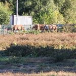 KLos Ranch