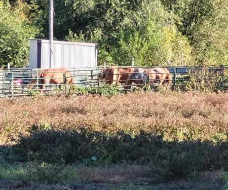 KLos Ranch