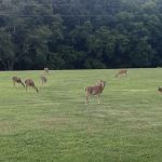 Boxwell Reservation