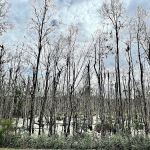 Creek fire