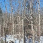 White Oak Ranch TN