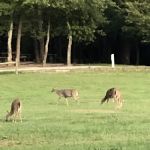 Cane Creek Camp