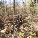 Big Oak Springs Campsite