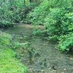 Harkins Creek
