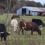 Goldfinch ranch