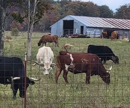 Goldfinch ranch