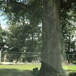 Tattnall Campground