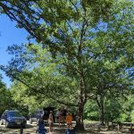 Pinewoods Campground - Group Site C