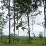 Tuskegee NF Tent Site #6