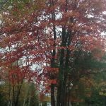 Clear Lake Campground