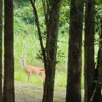 Bluff Creek Park