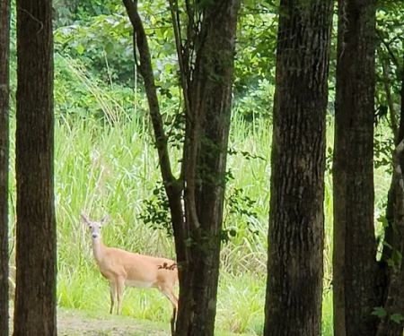 Bluff Creek Park