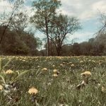 Wapsipinicon State Park Campground