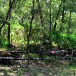 Davenport Landing Trailhead, Ocala National Forest