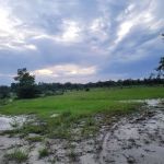 The Alencar Ranch