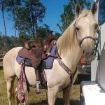 Tram Road Equestrian Campground