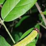 Cotton Landing