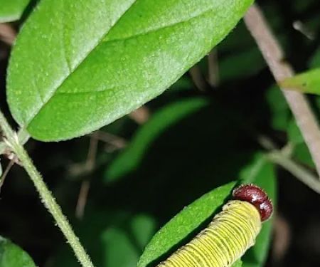 Cotton Landing