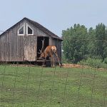River Ranch Camping