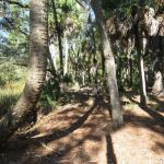 Pinhook River Campsite