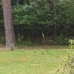 Vollmar Campsite