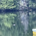 Ham Lake Campground