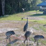 Gator Creek Campground