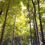 Loon Campground