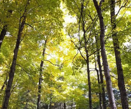 Loon Campground