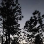 Camp Bushy Beaver