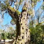 Youth Camp, Highlands Hammock State Park
