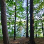 Tamarack Campsite