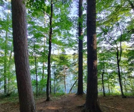 Tamarack Campsite